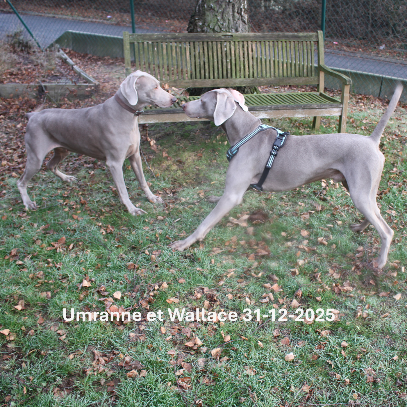 !!! Gestation en cours, chiots attendus début mars 2026 !!!