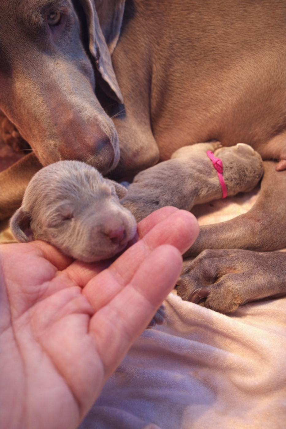 Paradis Des Gris - Chiots disponibles - Braque de Weimar