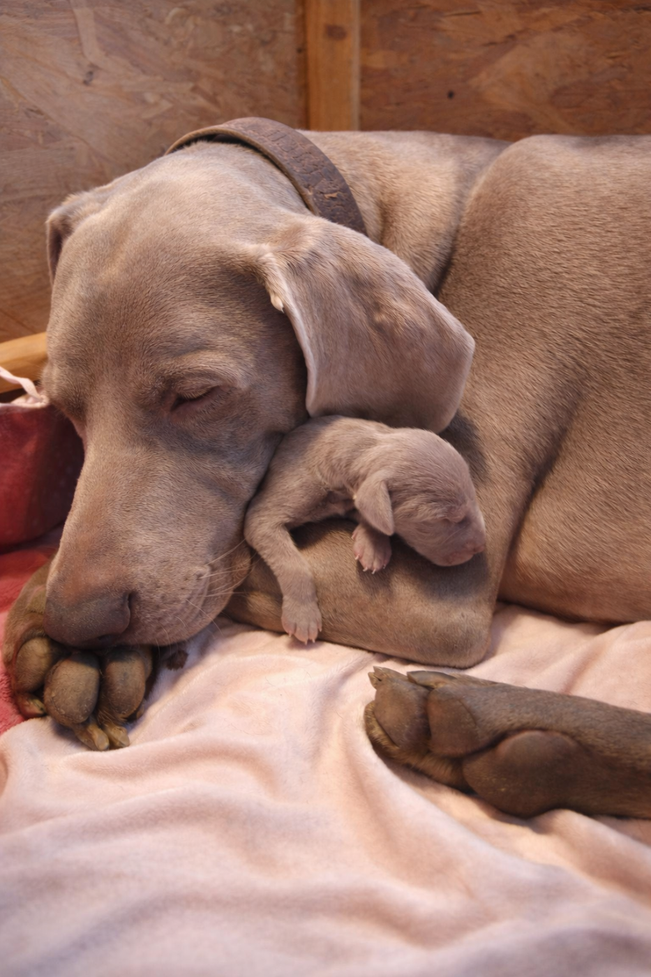 Chiot Braque de Weimar Paradis Des Gris