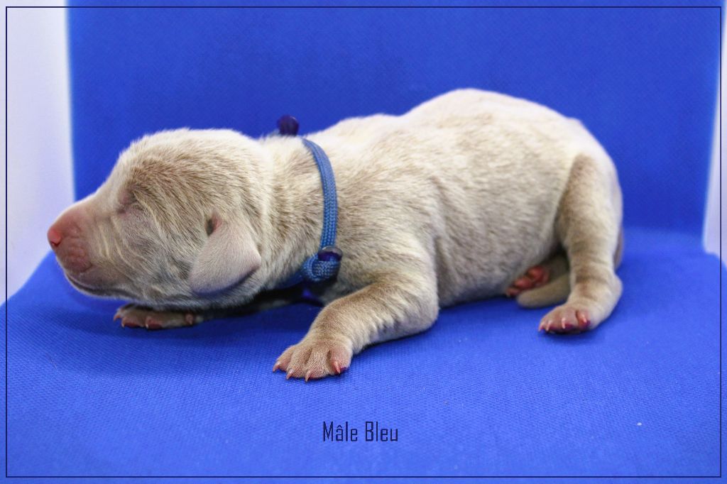 Paradis Des Gris - Braque de Weimar - Portée née le 24/01/2025